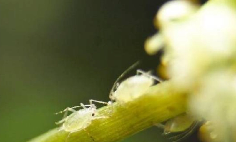 自然除蚜蟲 自然除蚜蟲