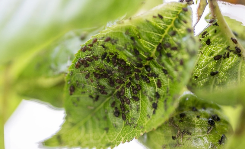 蚜蟲防治技巧 蚜蟲防治技巧