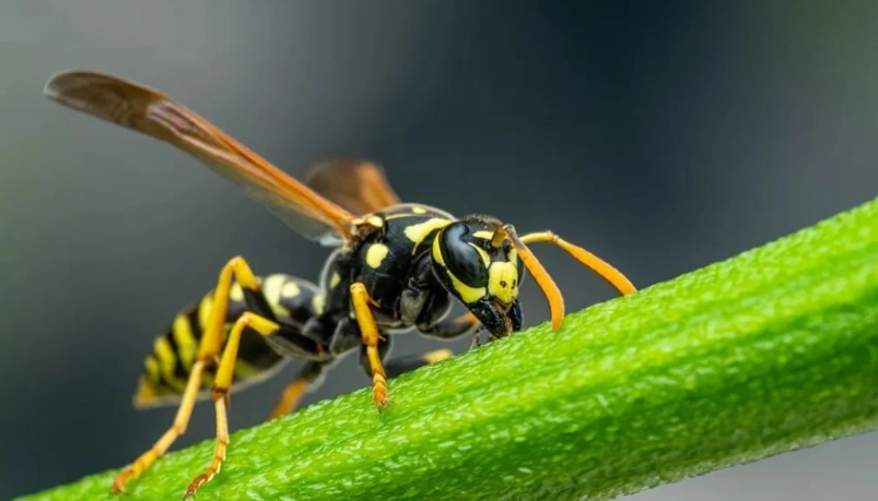 馬蜂有毒 馬蜂有毒