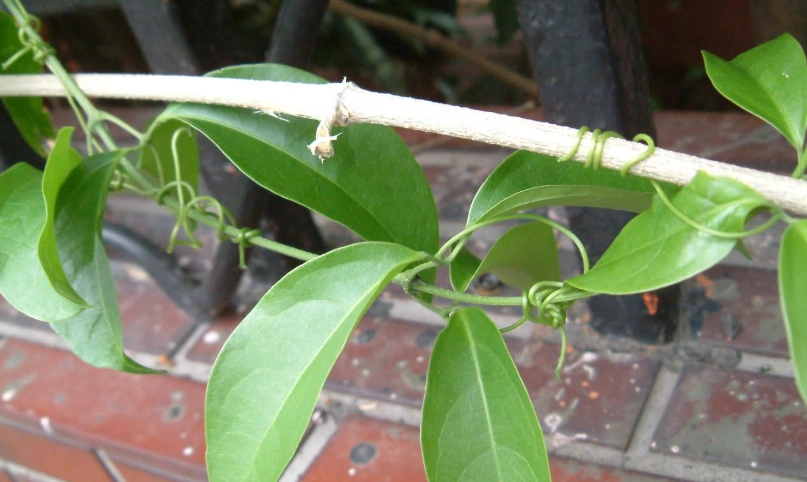 植物葉子變黃處理