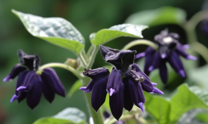 有毒植物花語 有毒植物花語