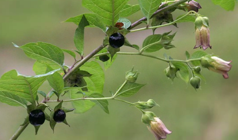 有毒植物花語 有毒植物花語