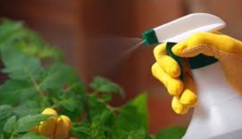 天然除蚜蟲 天然除蚜蟲