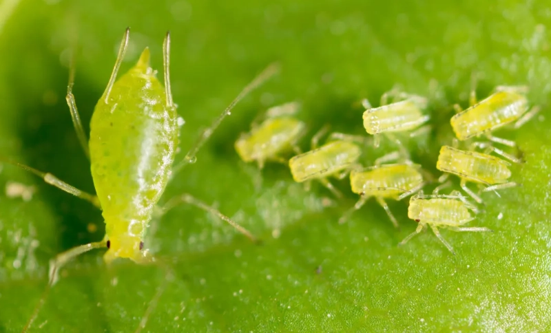 蚜蟲危害 蚜蟲危害