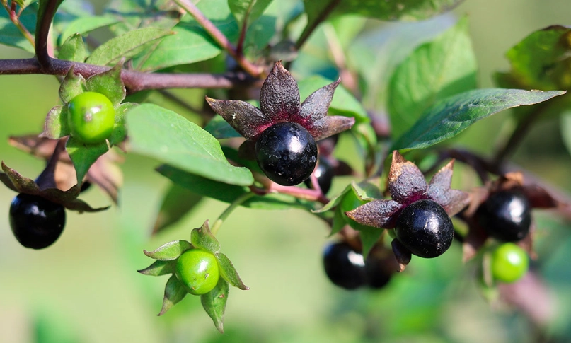 顛茄副作用 顛茄副作用