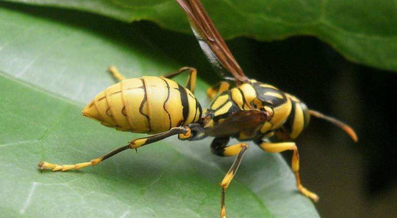 蜂毒症狀 蜂毒症狀