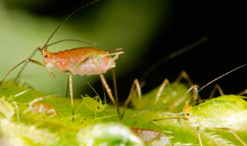 小蘇打園藝應用 小蘇打園藝應用
