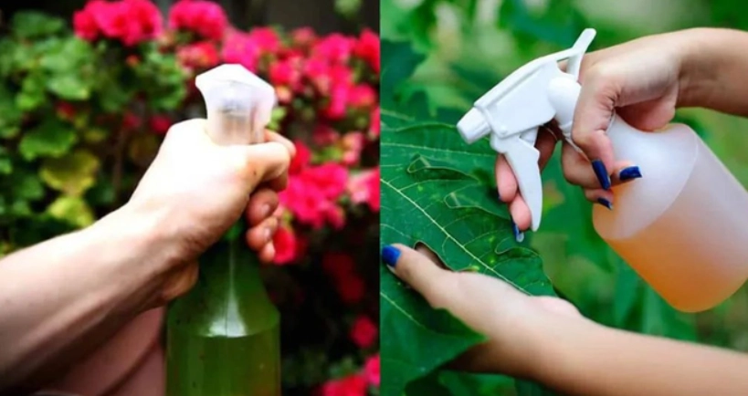 天然蚜蟲防治 天然蚜蟲防治