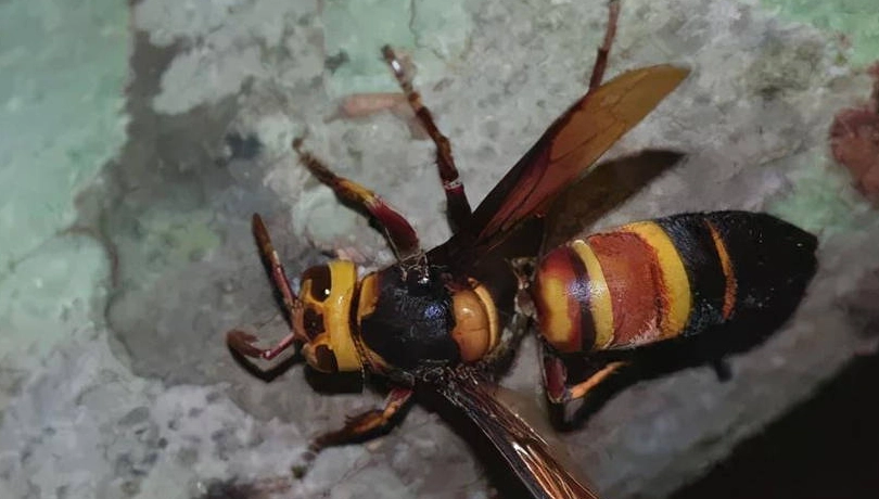 蜂毒症狀 蜂毒症狀