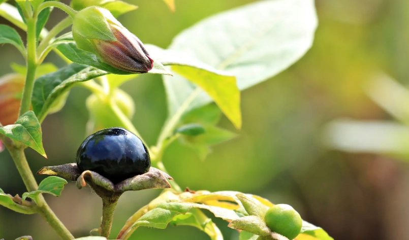 顛茄功效 顛茄功效