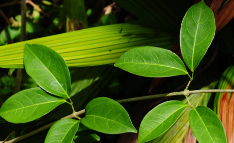 植物葉子變黃處理