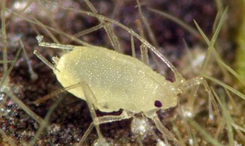 蚜蟲危害 蚜蟲危害