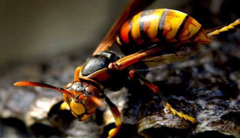 馬蜂有毒 馬蜂有毒