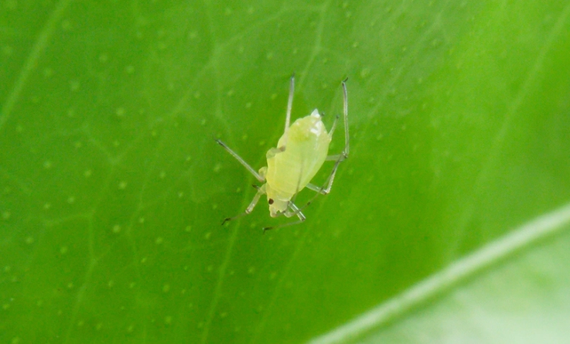 蚜蟲防治方法 蚜蟲防治方法