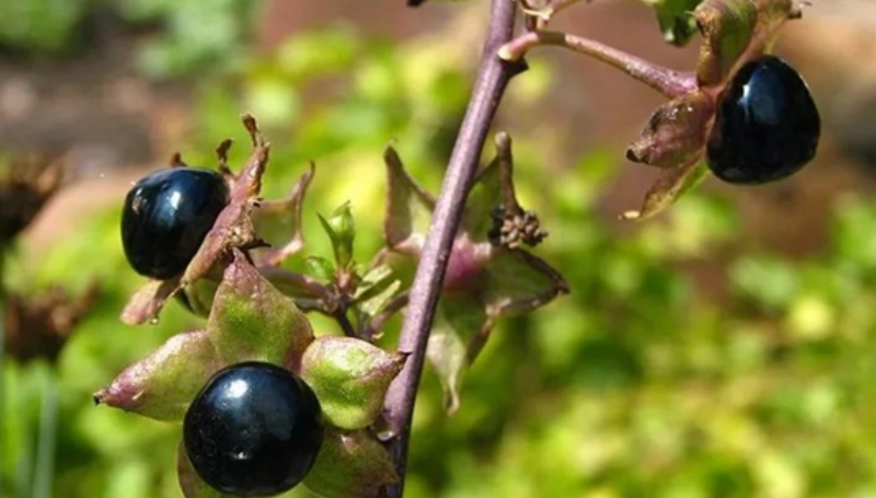 顛茄功效 顛茄功效