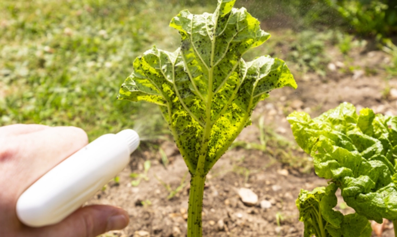 消滅蚜蟲方法 消滅蚜蟲方法