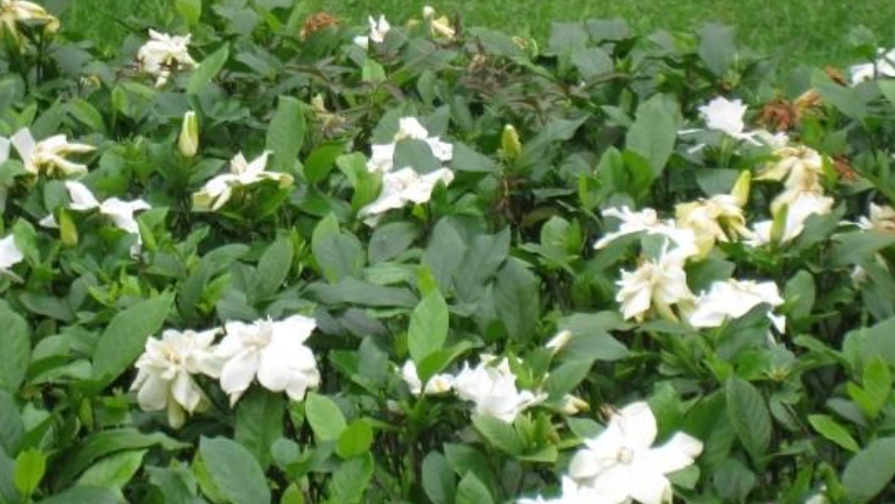 梔子花攝影 梔子花攝影