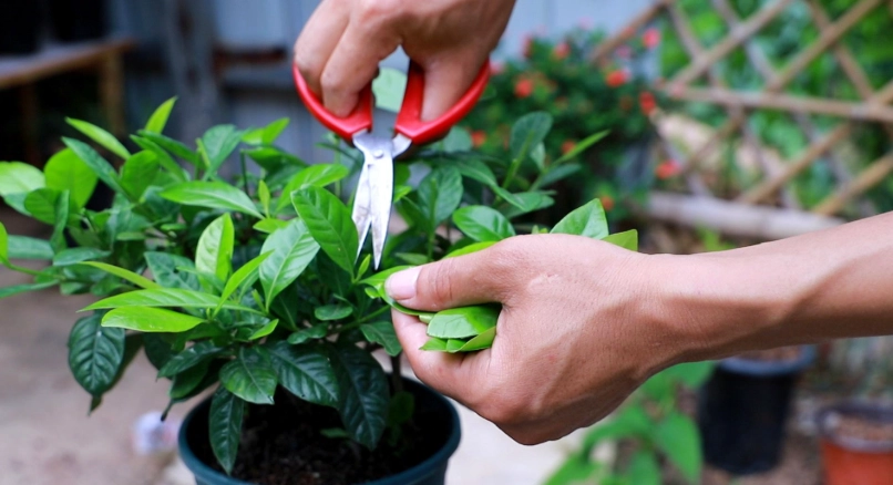 梔子花如何修剪