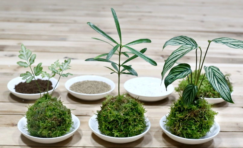 苔球植物養護