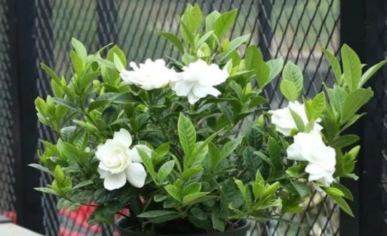 梔子花種植方法 梔子花種植方法