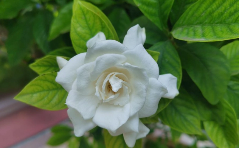 台灣花季景點 台灣花季景點