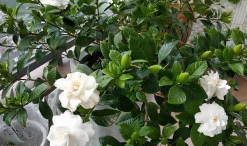 梔子花冬天澆水 梔子花冬天澆水