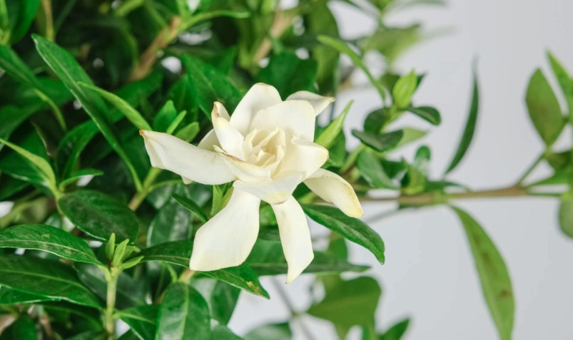 梔子花攝影 梔子花攝影