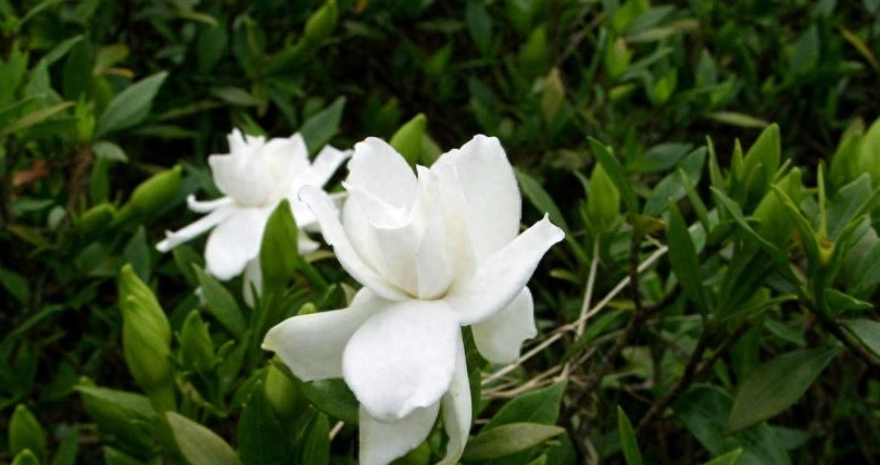 梔子花冬天澆水 梔子花冬天澆水