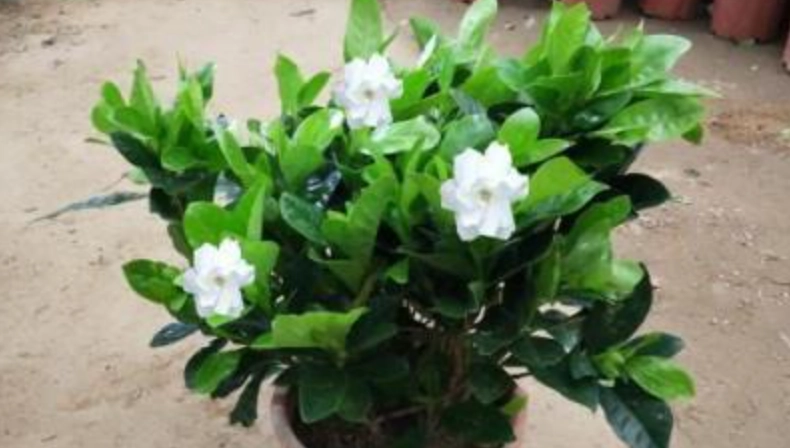 梔子花種植方法 梔子花種植方法