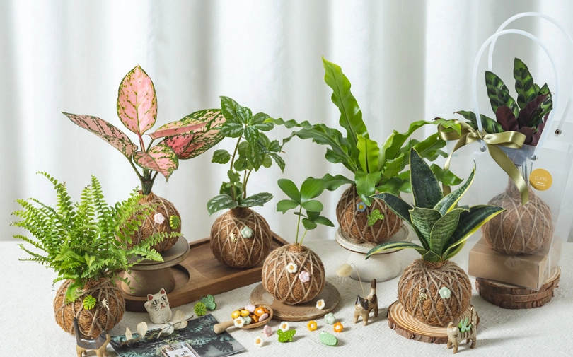 苔球植物養護