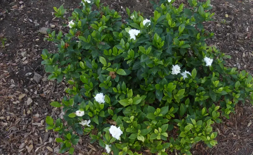 梔子花冬天澆水 梔子花冬天澆水