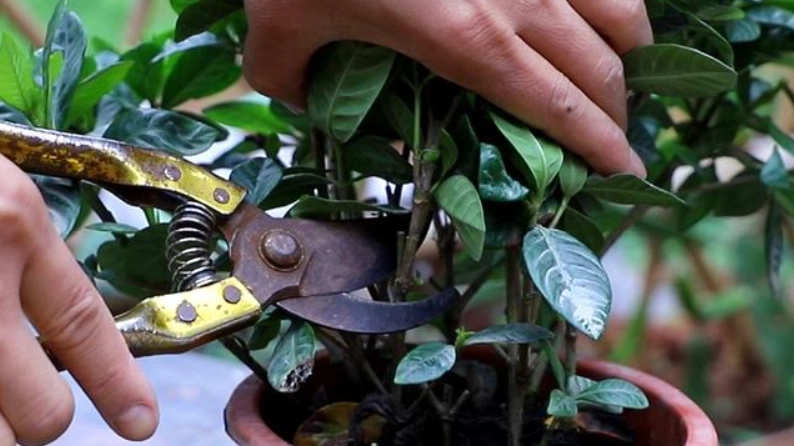 梔子花如何修剪