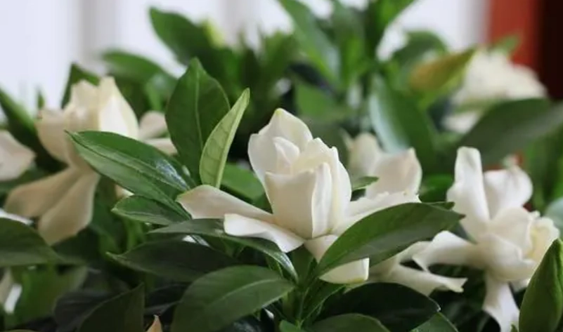 梔子花休眠期照顧 梔子花休眠期照顧