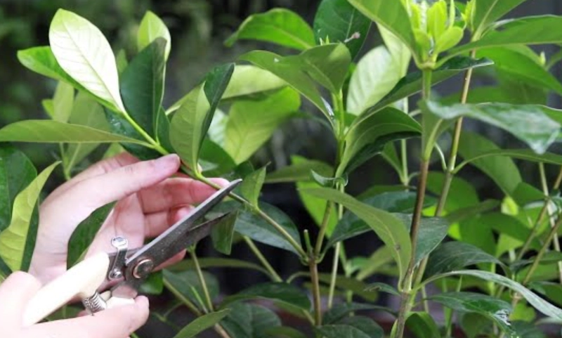 梔子花修剪時間