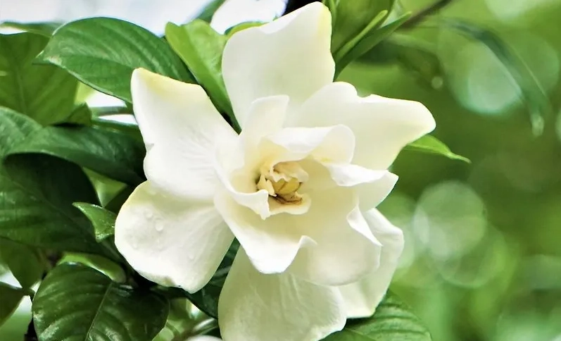 梔子花賞花景點