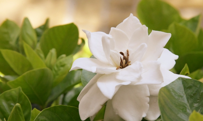 梔子花開花時間全攻略：花期預測、賞花景點與拍攝技巧一次掌握