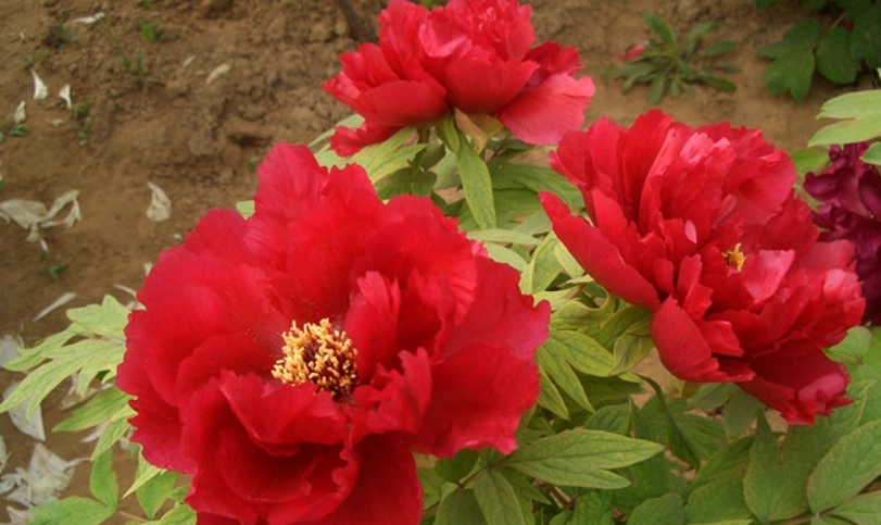 牡丹花种植温度