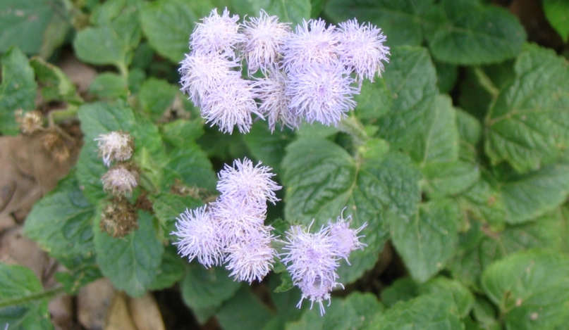紫花藿香薊有毒