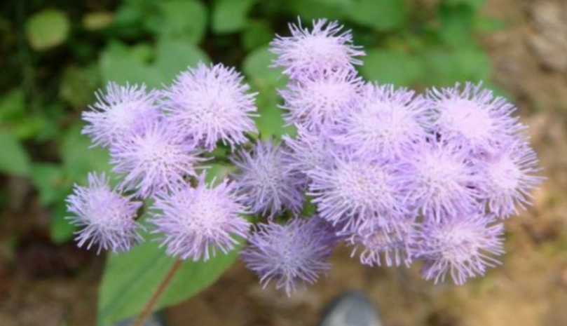 紫花藿香薊藥用