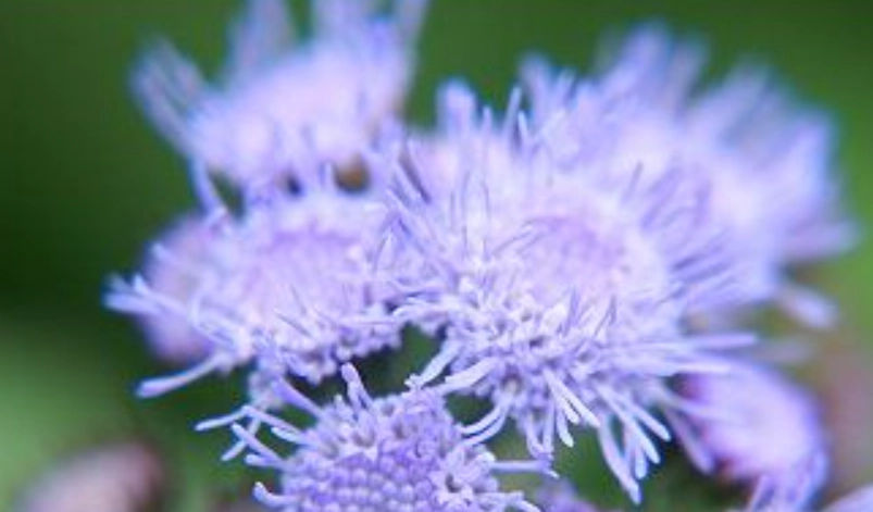 紫花藿香薊功效