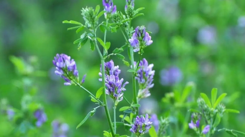 紫花苜蓿的功效