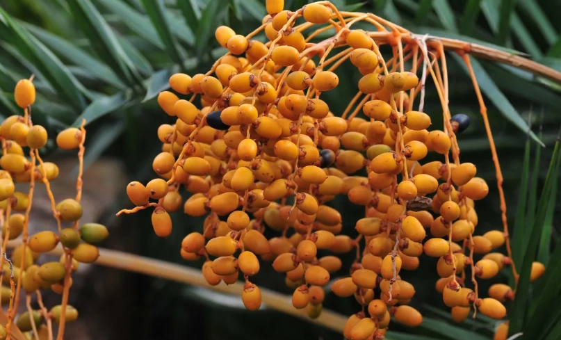 椰棗