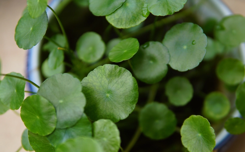 金钱草功效全指南：利尿、消炎、護肝的天然解方