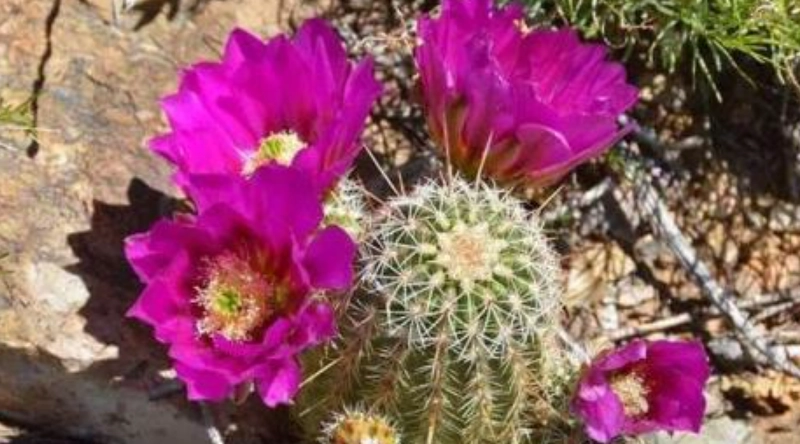 促進仙人掌開花