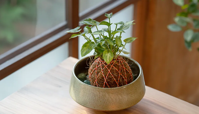 苔蘚球植物新手養護指南：從挑選到照顧的完整攻略