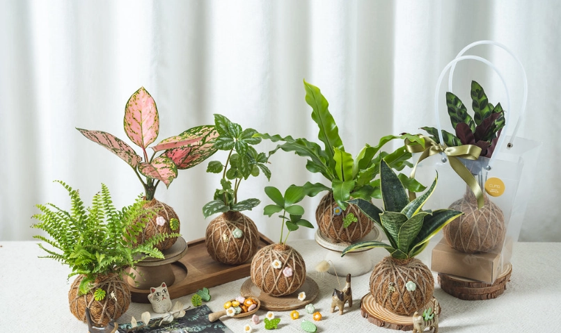 室內植物推薦 室內植物推薦