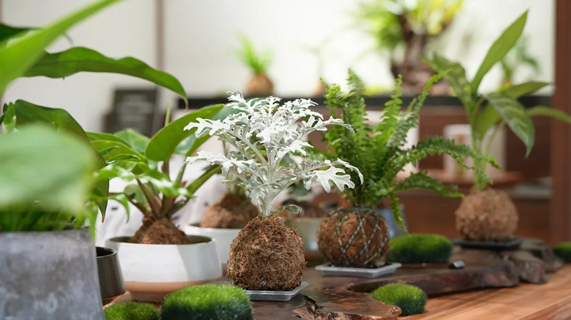 室內植物推薦 室內植物推薦