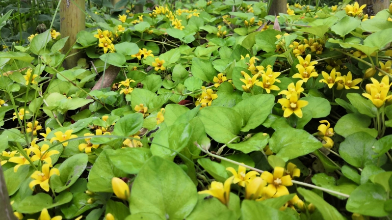 過路黃使用方法