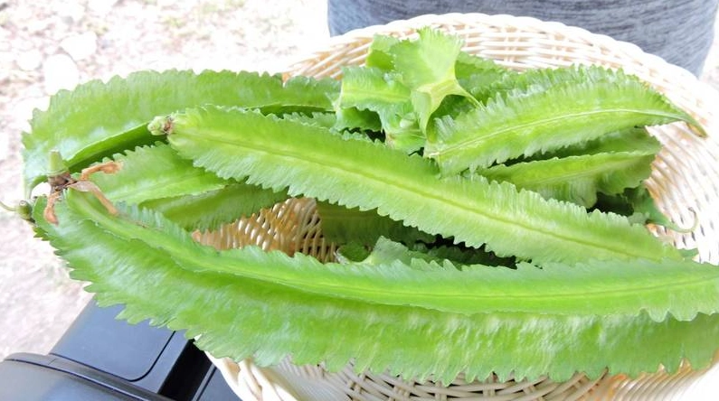 翼豆食用