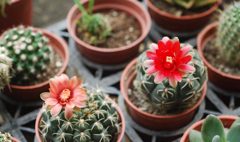 仙人掌照顧技巧